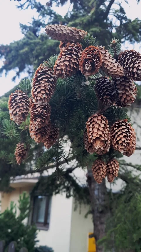 Pine branch with a lot of cones. Landscaping of city streets. Vertical video. Stock Footage 237239489