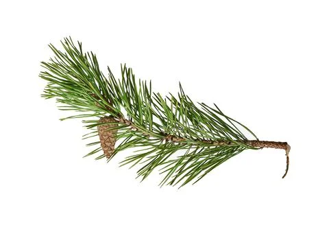 Pine branch with a lump. Conifer tree. Foto stock