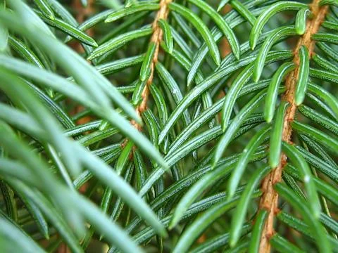 Pine Branch Macro Stock Photos