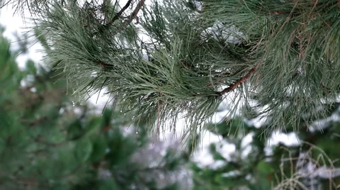 Pine Branch with Melting Snow Stockbeeldmateriaal 45856035