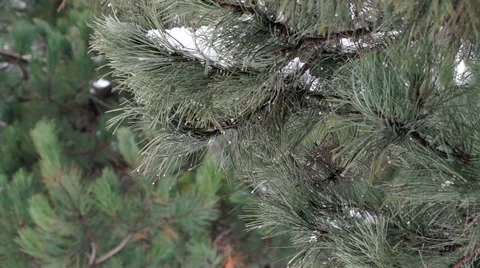 Pine Branch with Melting Snow Stock Footage 45856109