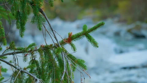 Pine branch mountain river creek handheld panning shot Stock Footage 347499236