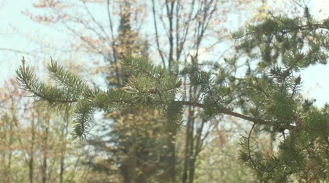 Pine branch move in the wind wood background Stock Footage 55155269