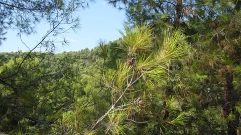 Pine branch moved by the wind and pine forest on mountain in Evia, Greece 库存影片 116829715