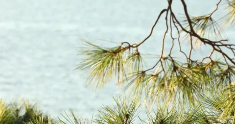 Pine branch moves in the wind against the backdrop of the sea. montenegro Stock Footage 241791983
