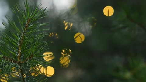 Pine Branch with Moving Christmas Lights Stock Video Footage Background Stock-Footage 344057981