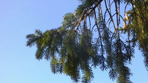 Pine branch moving by the wind with blue sky Stock Footage 109271345