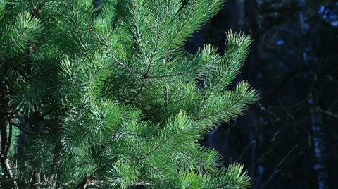 Pine branch moving in the wind in a forest. Stock Footage 60233250