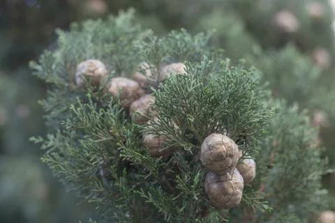 Pine branch with needles and pine cones, tropical pine Stock Photos