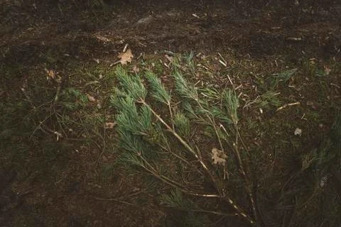 Pine branch with needles on the background Stock Photos