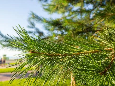 Pine branch with needles close-up. Foliage of a coniferous tree. Natural patt Stock Photos