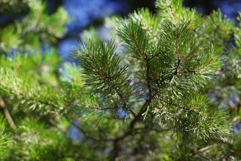 Pine branch with needles, closeup Stock Photos