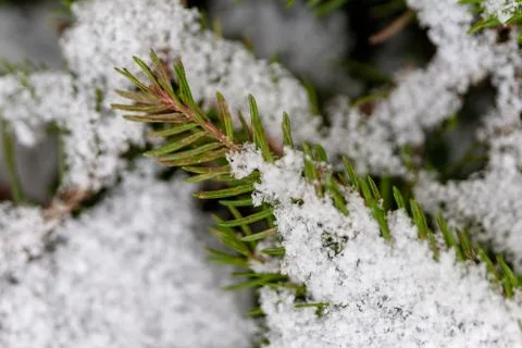 Pine branch needles covered with fresh snow Stock Photos
