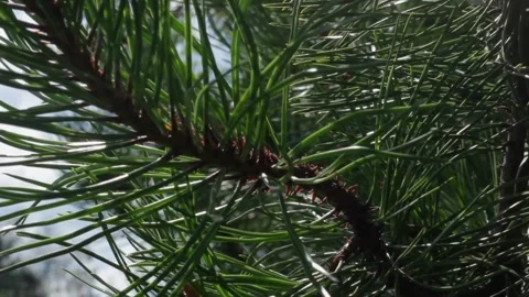 Pine branch with needles Stock Footage 159897436