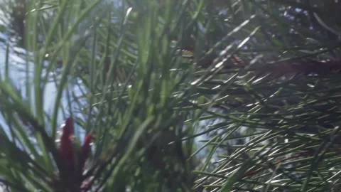 Pine branch with needles Stock Footage 159897797