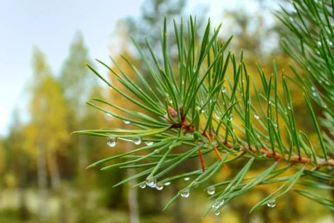 Pine branch with needles in the forest Foto stock