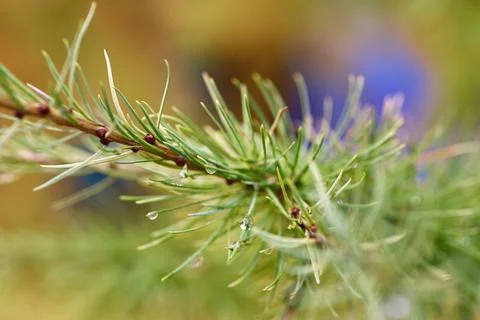 Pine branch with needles Stock Photos