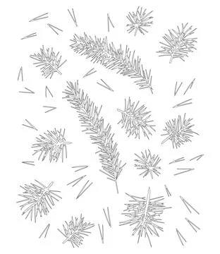 Pine branch with needles, pine needles for winter and Christmas decor. Graphi Stock Illustration