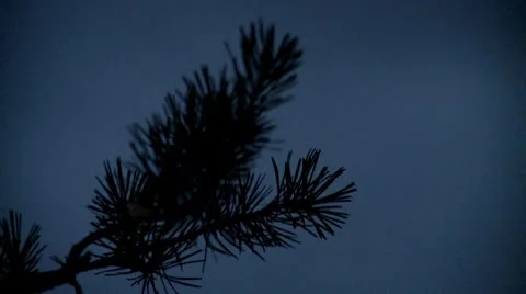 Pine branch at night Stock Footage 8853712
