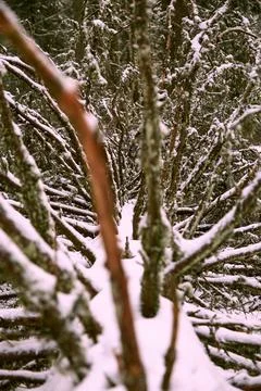Pine branch out of focus Stock Photos