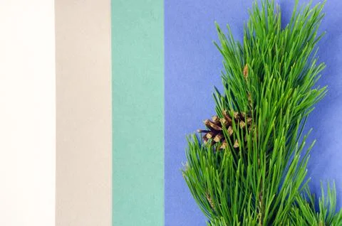 Pine branch on the paper background Stock Photos