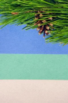 Pine branch on the paper background Stock Photos
