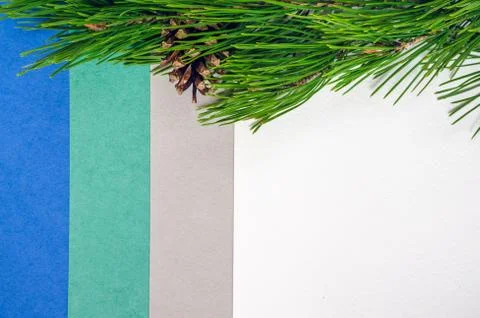 Pine branch on the paper background Stock Photos