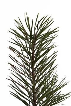 Pine branch Stock Photos