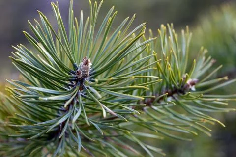 Pine branch Stock Photos