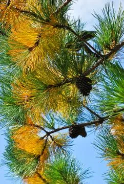 Pine branch Stock Photos