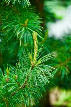 Pine branch Stock Photos