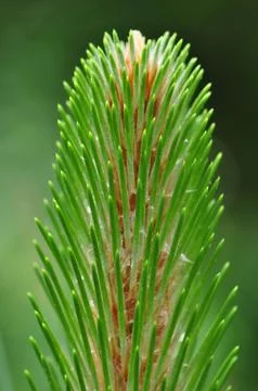 Pine branch Stock Photos