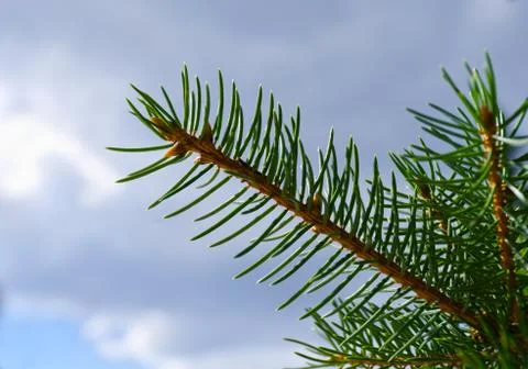 Pine branch Stock Photos