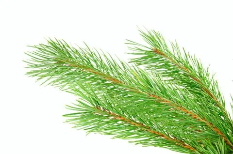 Pine branch Fotos de archivo