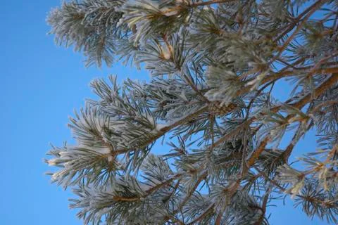 Pine branch Stock Photos