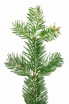 Pine branch Foto stock