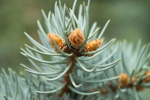 Pine branch Stock Photos