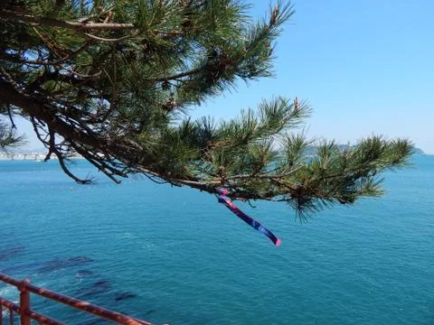 Pine branch Foto stock