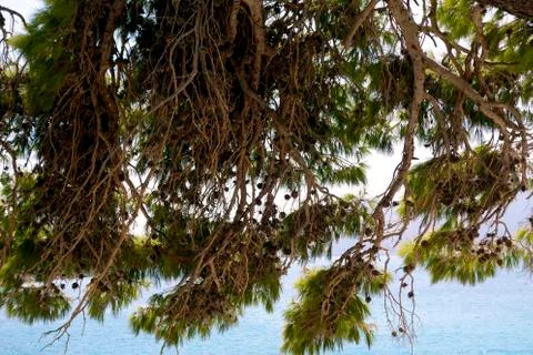 Pine branch Stock Photos