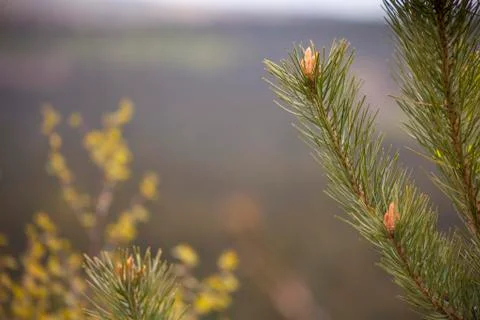Pine branch Stock Photos