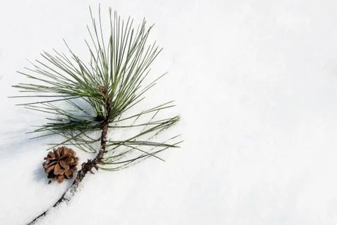 Pine branch Foto stock