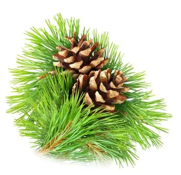 Pine branch Stock Photos