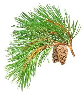 Pine branch Stock Photos