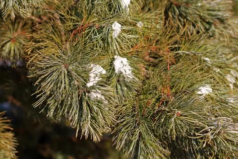 Pine branch Stock Photos