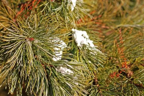 Pine branch Stock Photos
