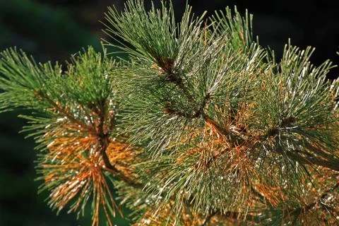 Pine branch Stock Photos