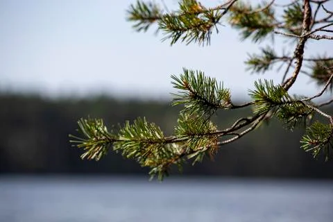 Pine branch Stock Photos