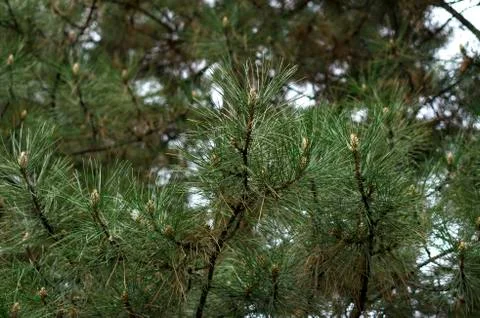 Pine branch. Stock Photos