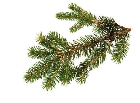 Pine branch Stock Photos