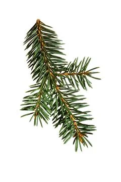 Pine branch Stock Photos